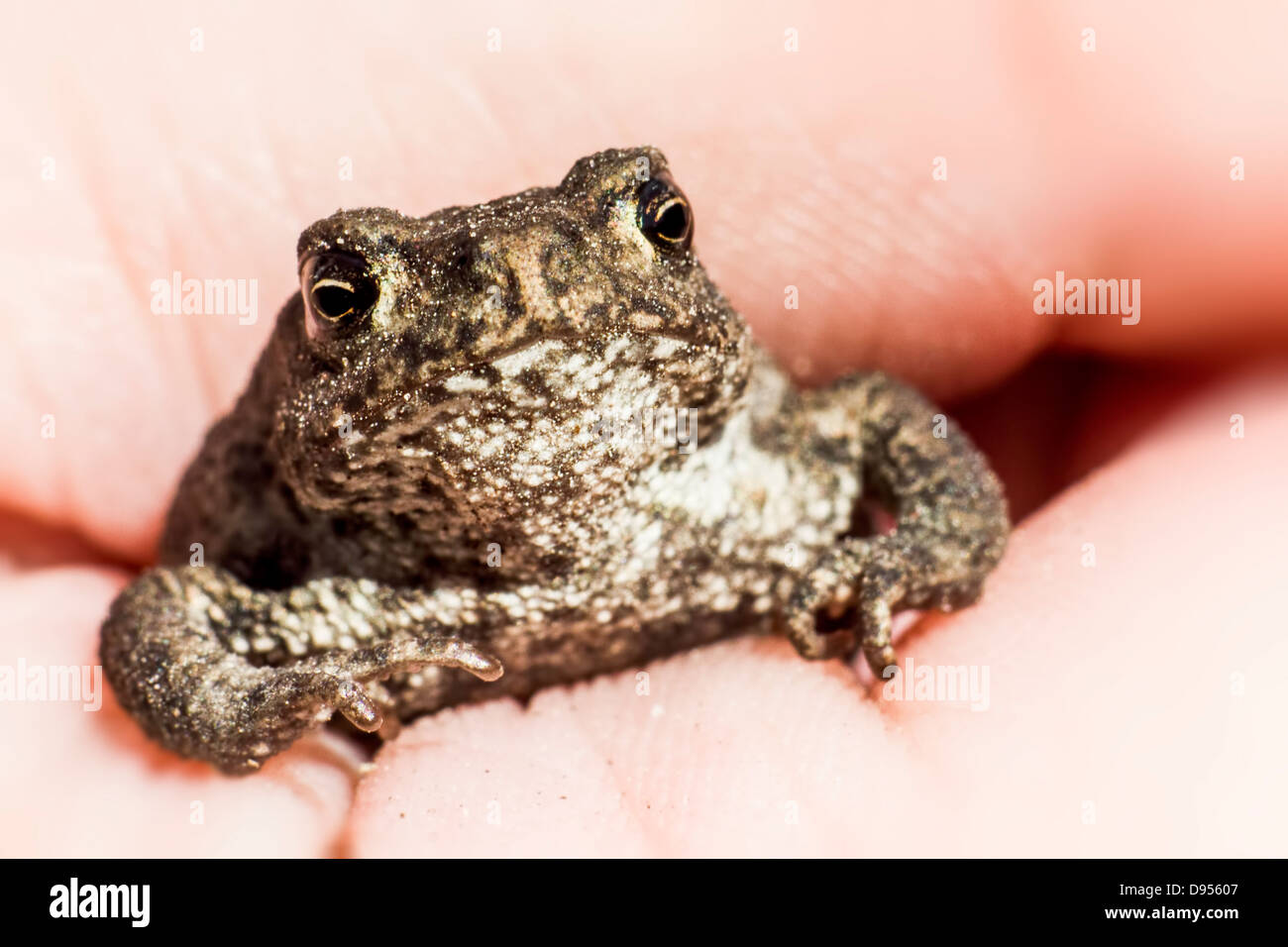 Portrait of a tiny Frog Stock Photo