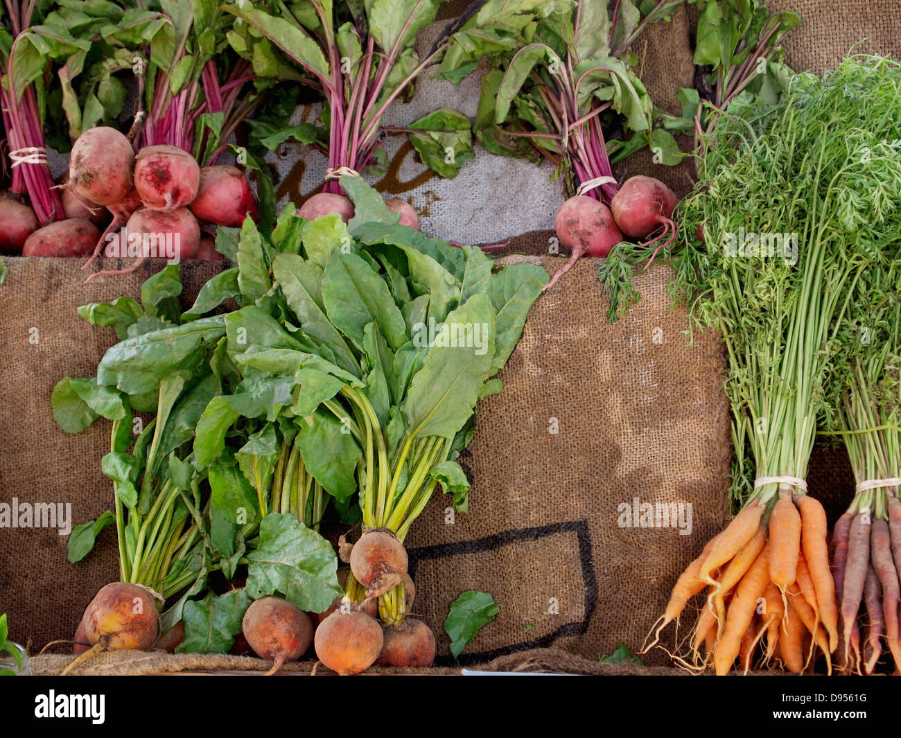 A display of colorful carrots, beets, and turnips with burlap shipping