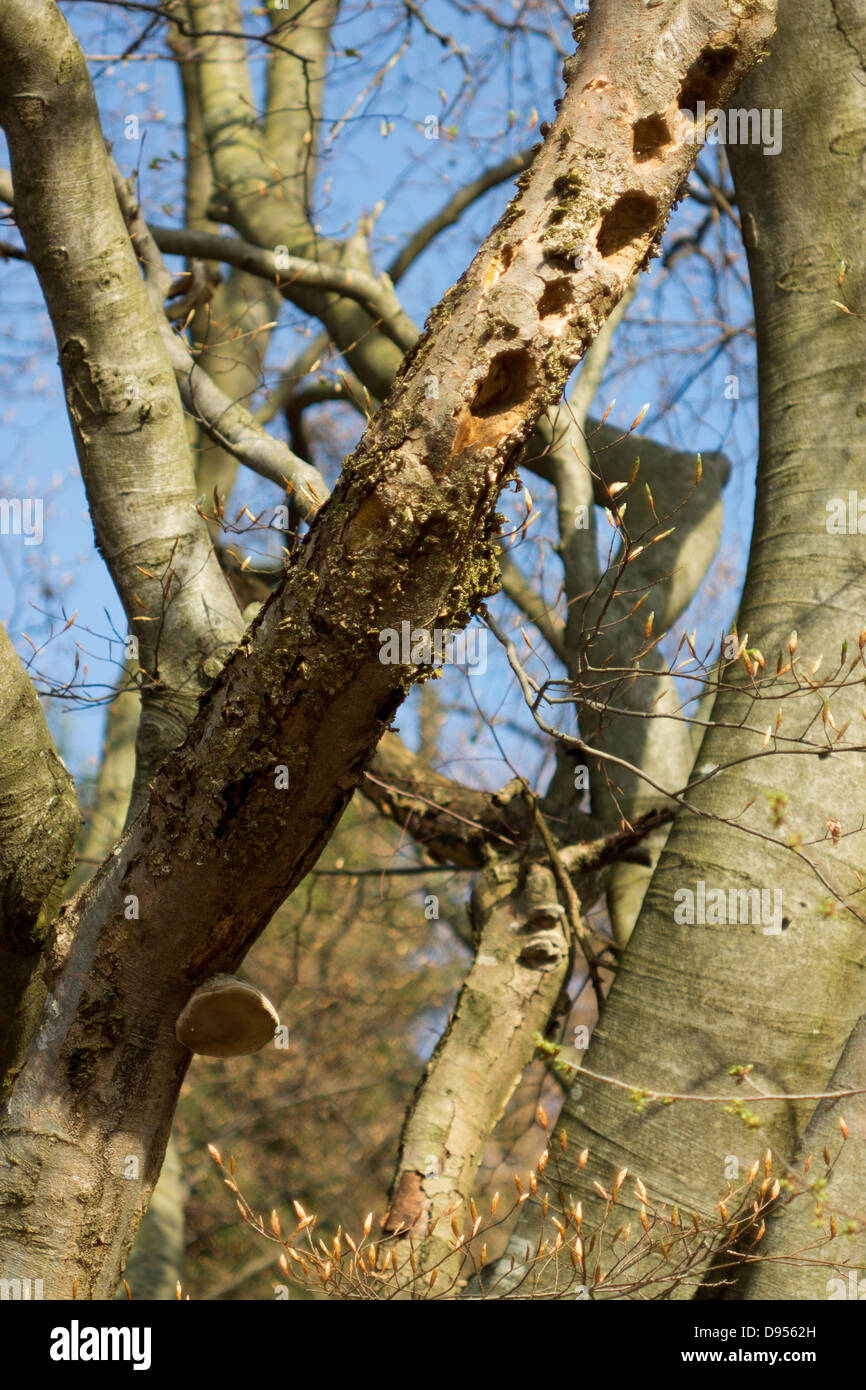 Holes in tree Stock Photo