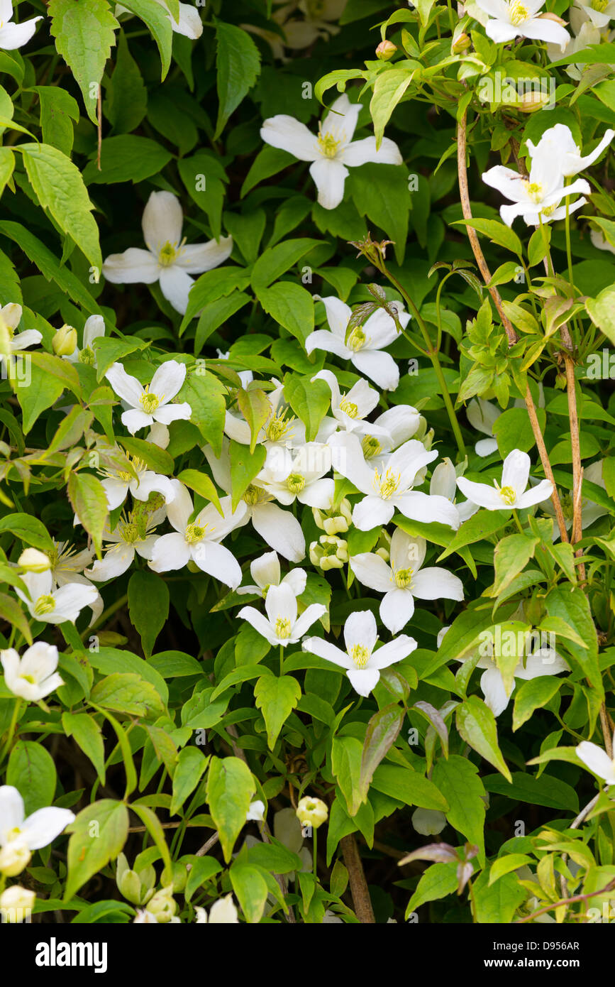Scented clematis hires stock photography and images Alamy
