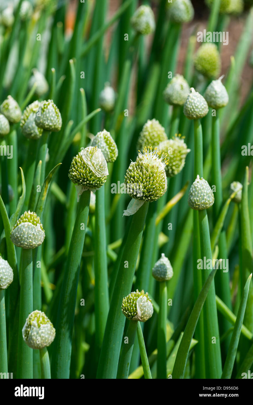 Welsh onions, Allium fistulosum L. Seed heads opening, England, June