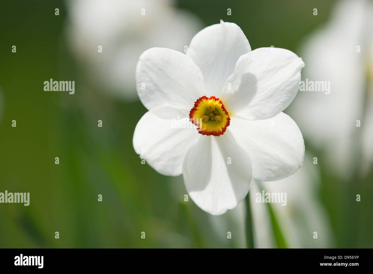 A white daffodil with an orange and yellow centre in Kew Gardens. (Narcissus Acaea'). Stock Photo