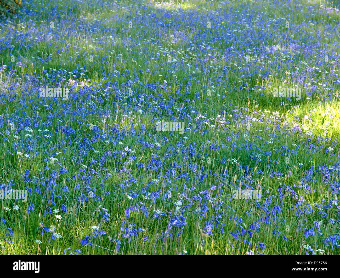 bluebells in Scottish meadow with dappled sunlight Stock Photo