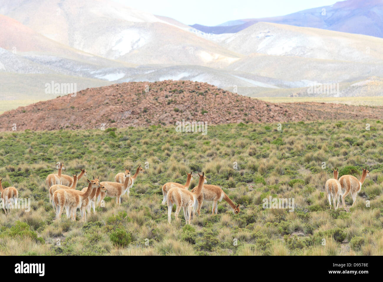 Vicunas, Salt Flat Tours, Altiplano, Southwest Bolivia Stock Photo