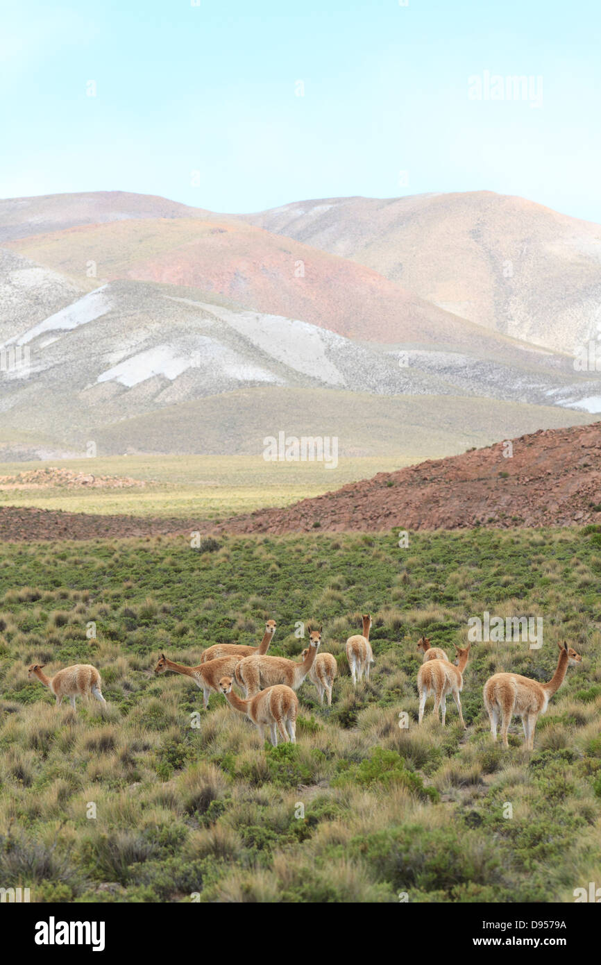 Vicunas, Salt Flat Tours, Altiplano, Southwest Bolivia Stock Photo