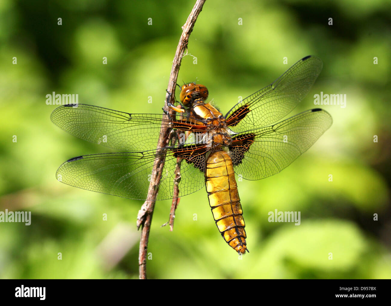 Detailed macro shot of female Broad-bodied Chaser (Libellula depressa) Stock Photo