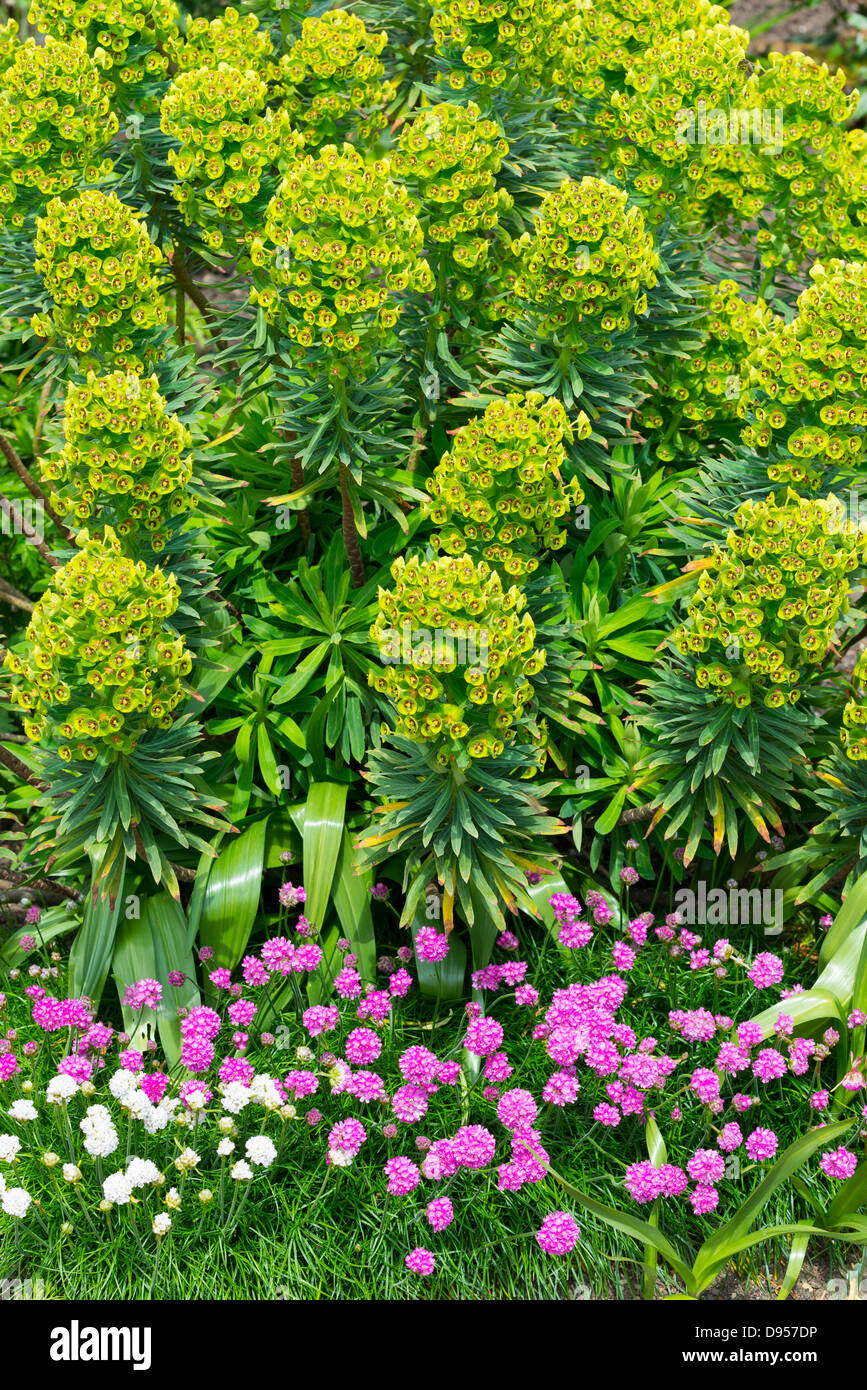 Euphorbia characias , spurge, and Thrift, Armeria maritima growing in a garden border, England, June. Stock Photo