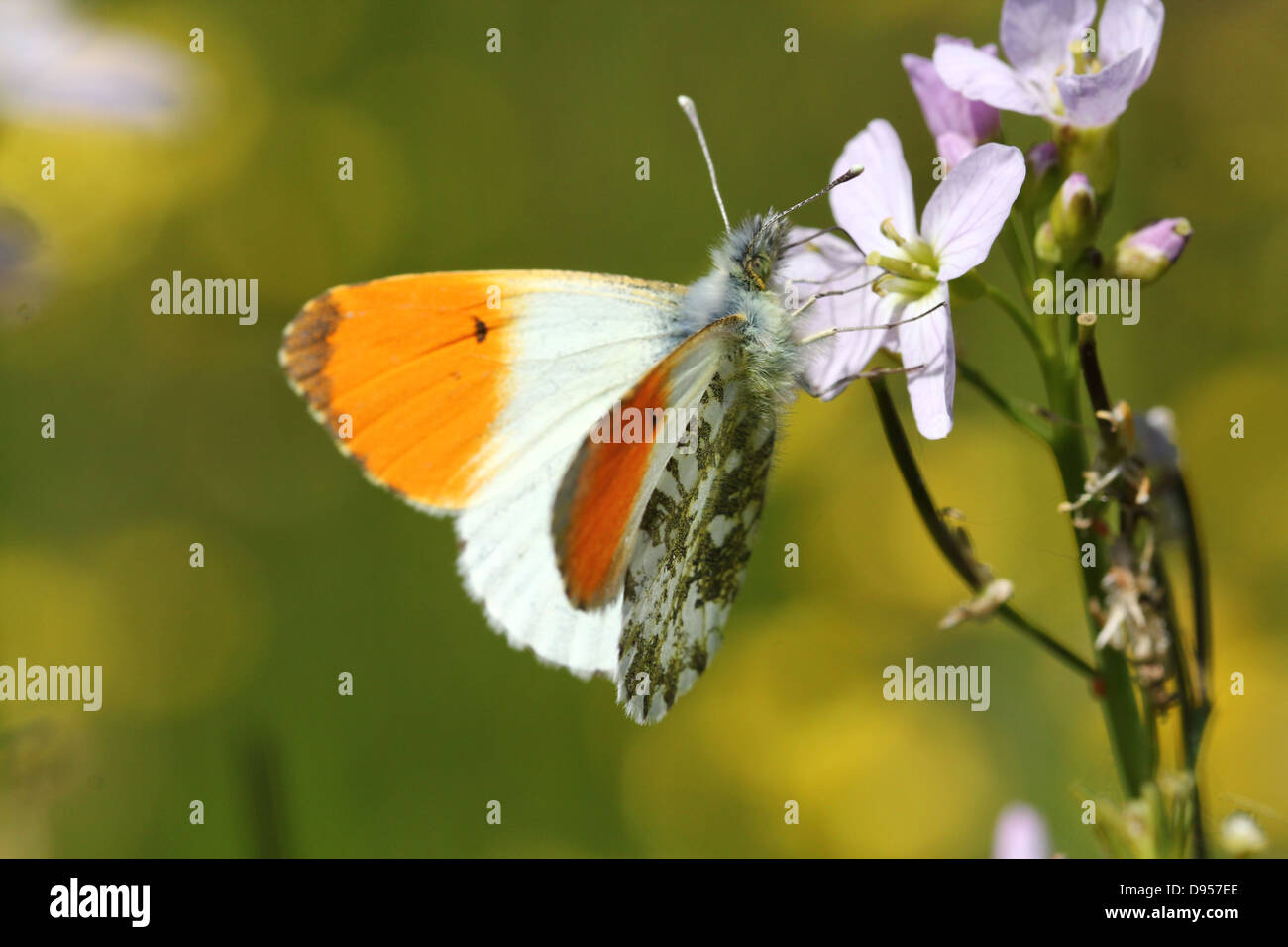 Detailed close-up of a male Orange Tip Butterfly (Anthocharis cardamines) posing and foraging on a  cuckoo flower Stock Photo