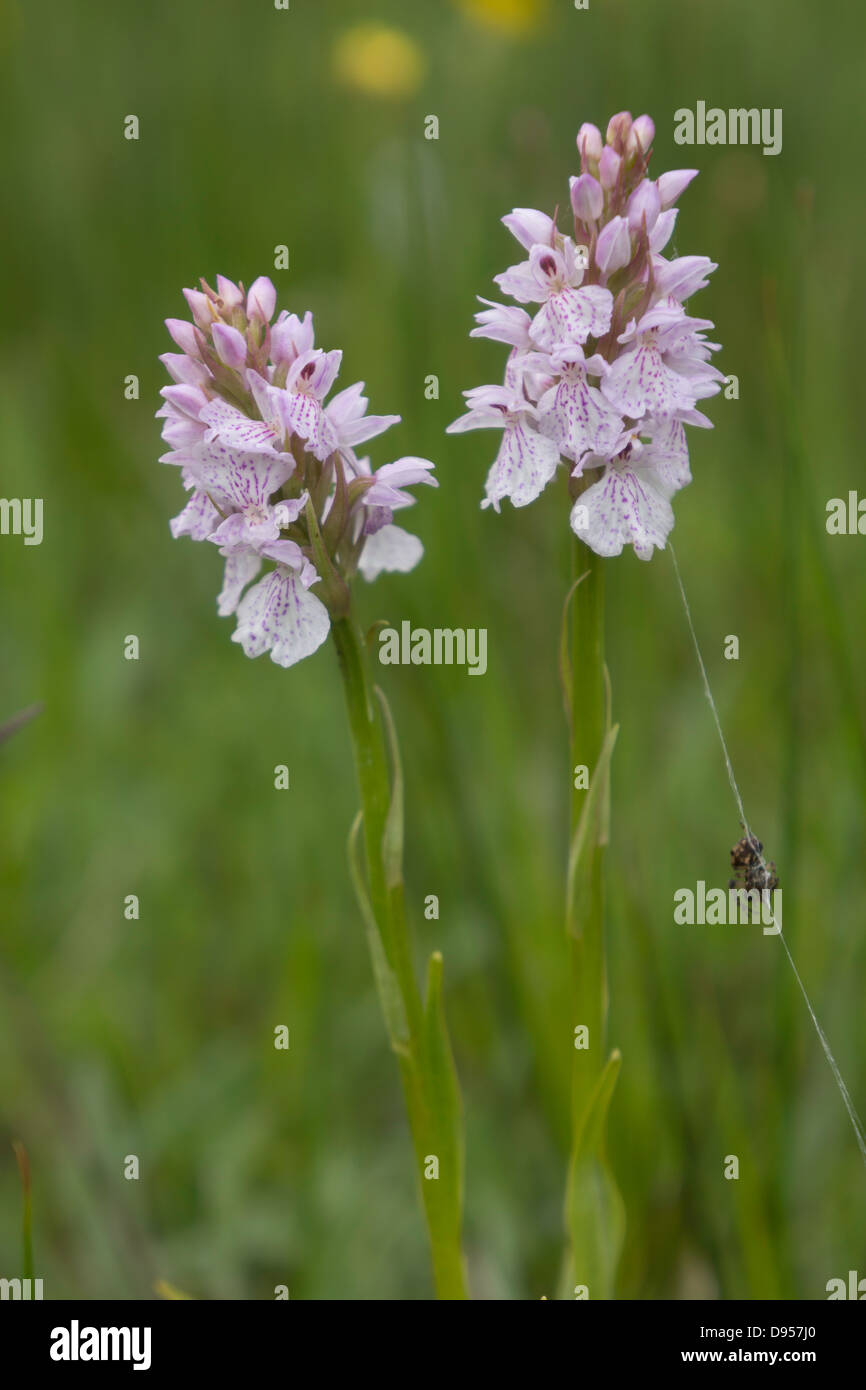 Double flower-heads of  acid-loving  Heath Spotted Orchids Stock Photo