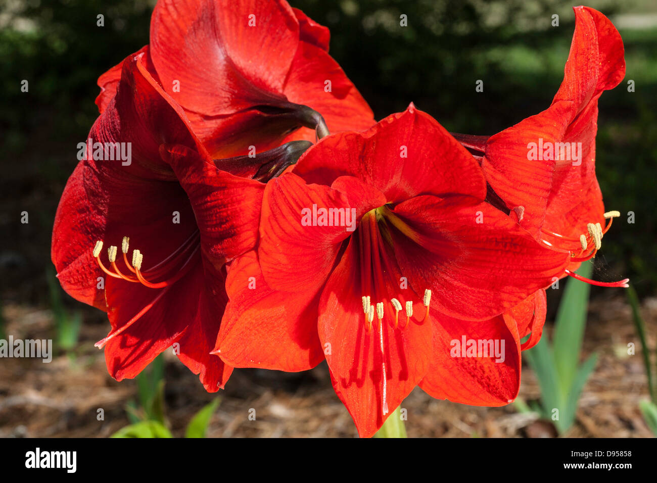 Close-up of Amaryllis Flowers Stock Photo