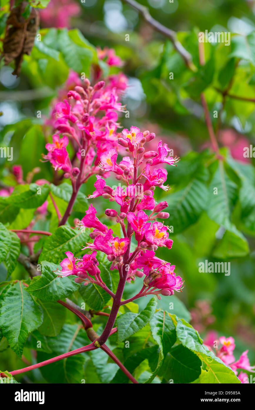 Red Horse chestnut, Aesculus x carnea, showing the red flower spikes Stock Photo