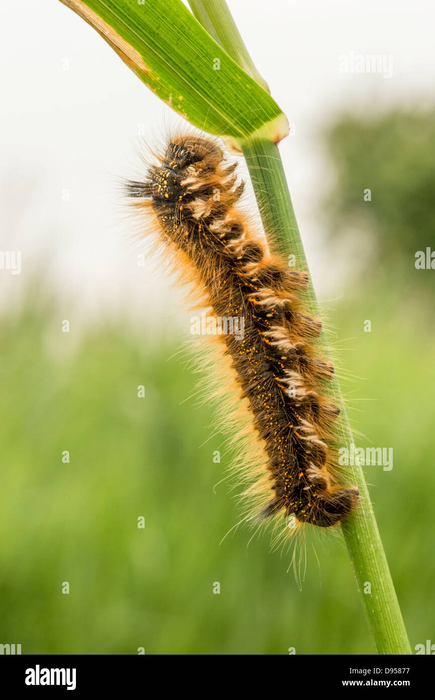 Drinker Moth caterpillar on reed stem. Stock Photo