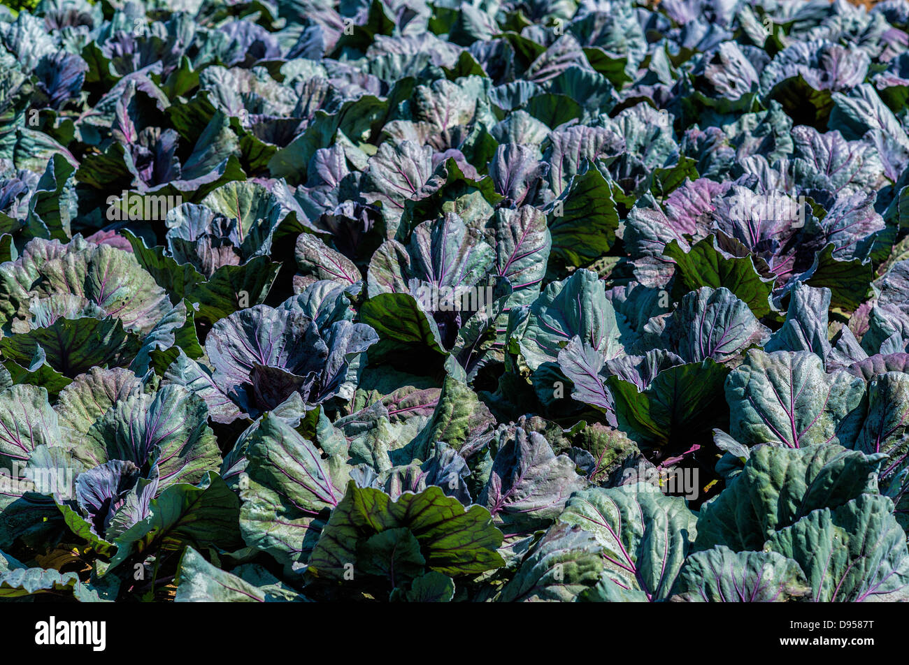 Crop of cabbage growing in an organic vegetable garden, Virginia, USA Stock Photo