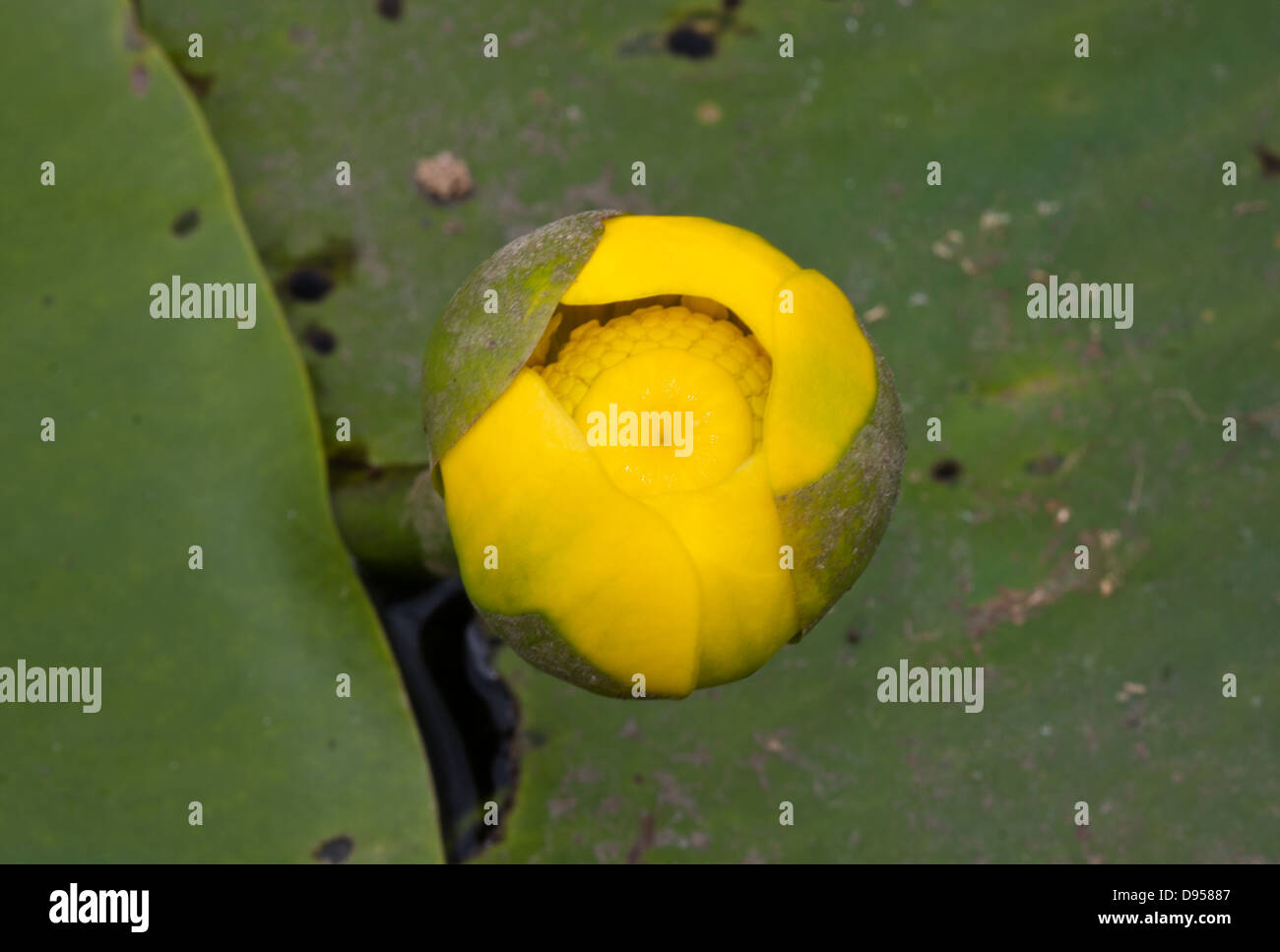 Flower bud of Yellow Water-lily Stock Photo