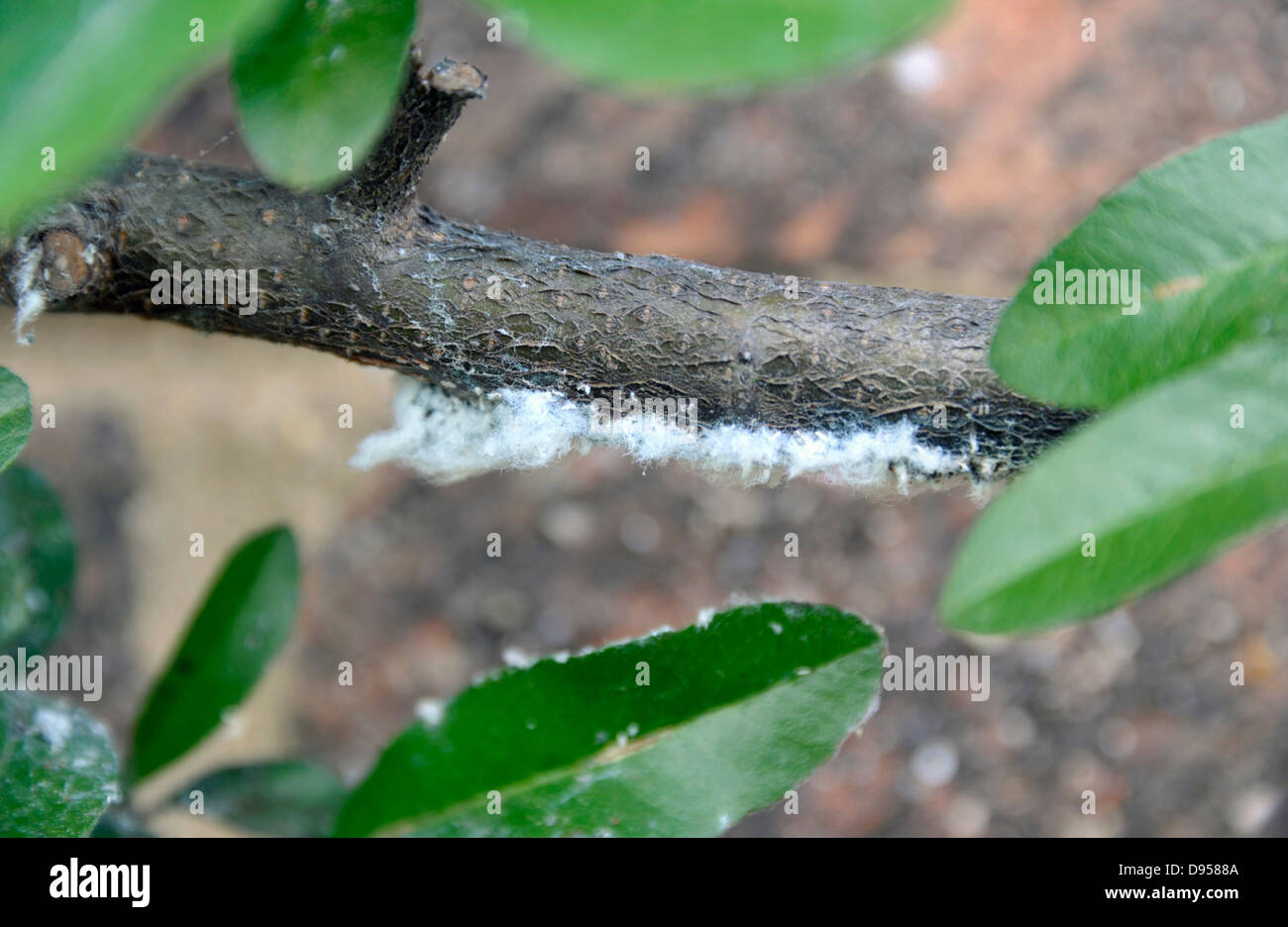 Woolly aphids, Eriosomatinae, infesting a Pyracantha shrub. Stock Photo