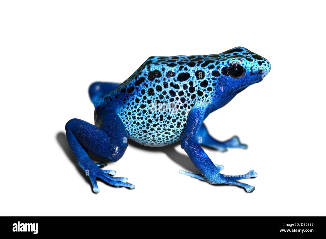 Dendrobates azureus, poison-dart-frog isolated in white Stock Photo