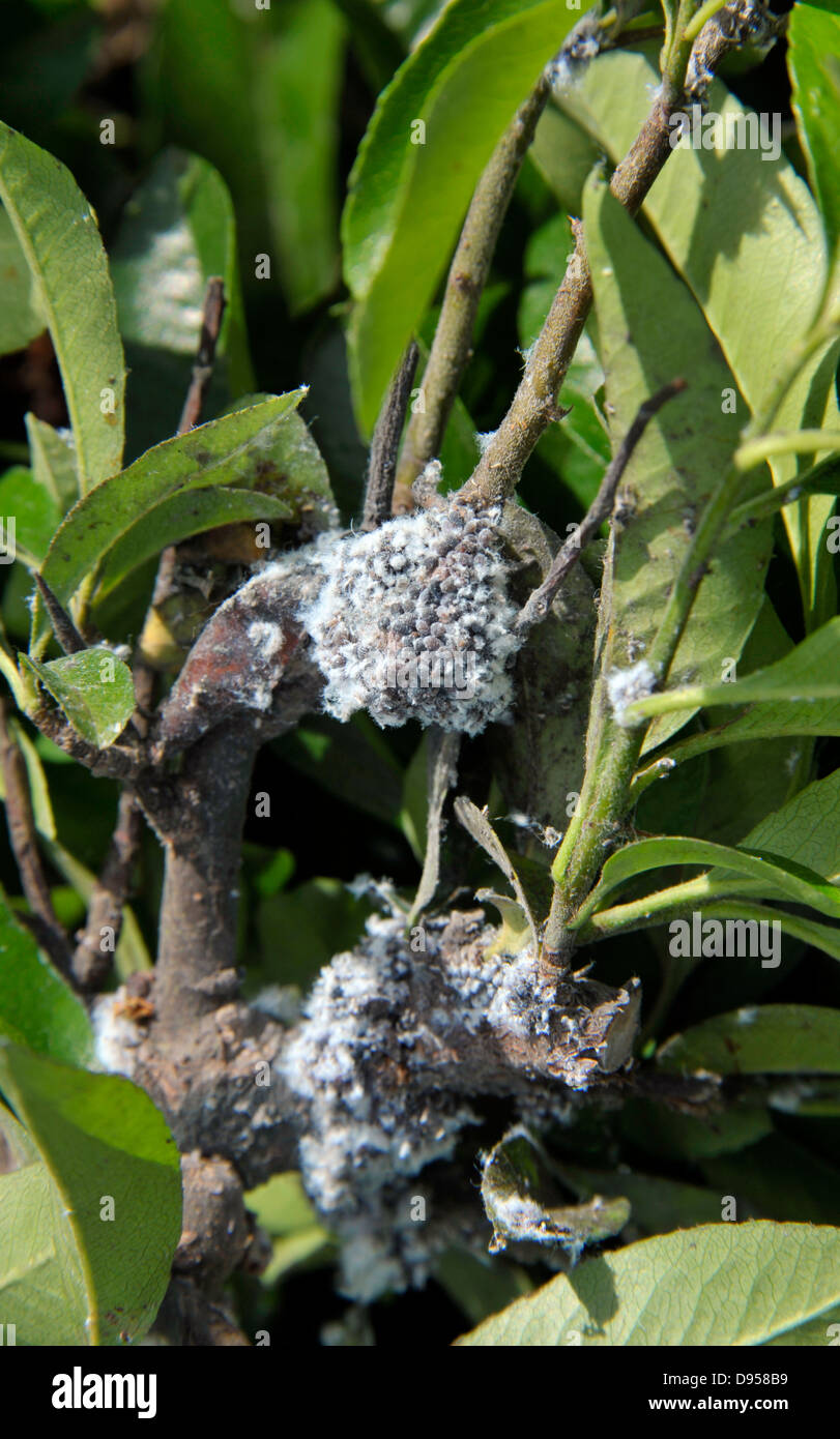 Infestation of woolly aphids on a garden Pyracantha shrub Stock Photo ...