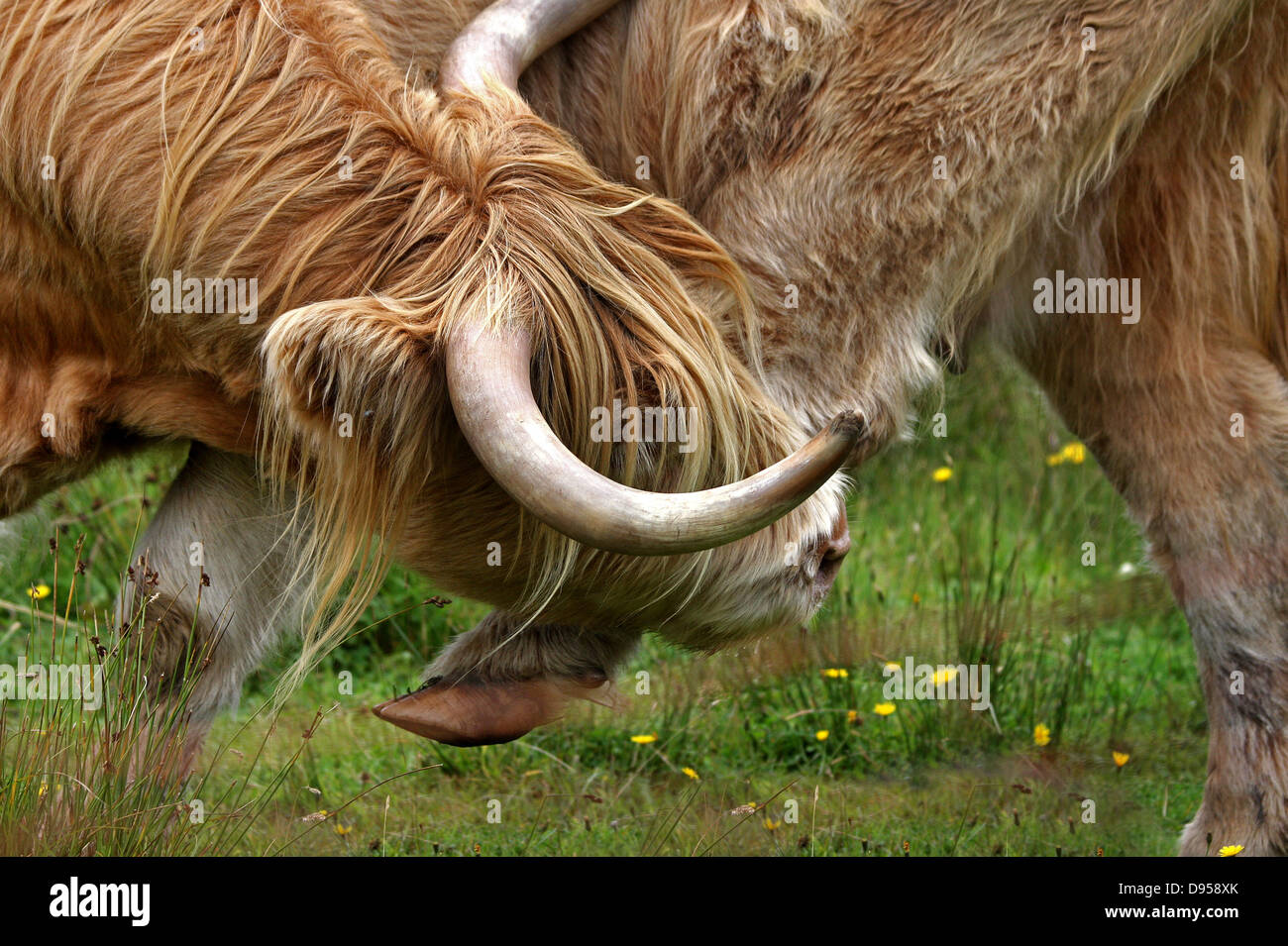 Highland cattle scratching its head with hoof hires stock photography
