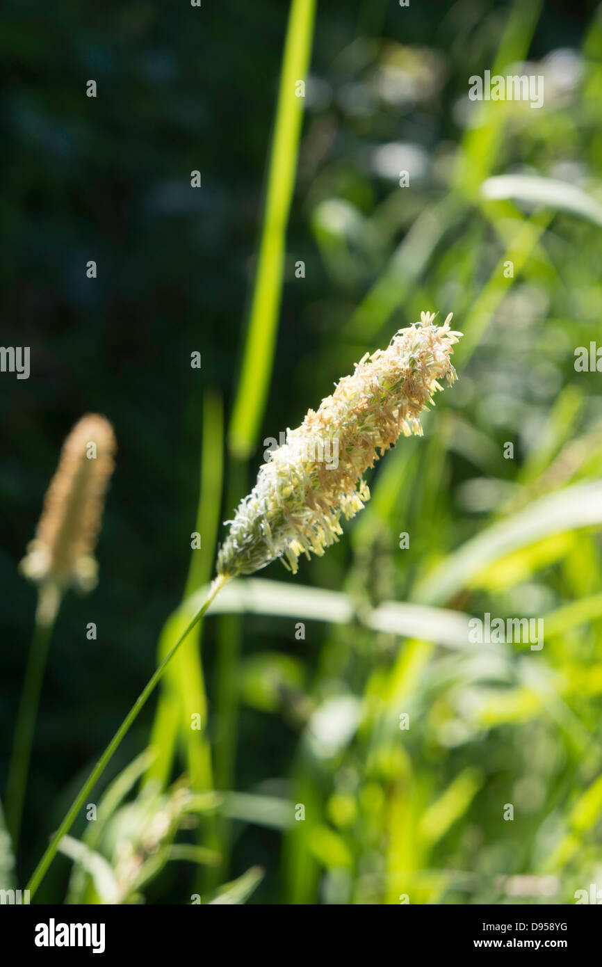 Flowering flower-head of Crested dogs-tail grass Stock Photo