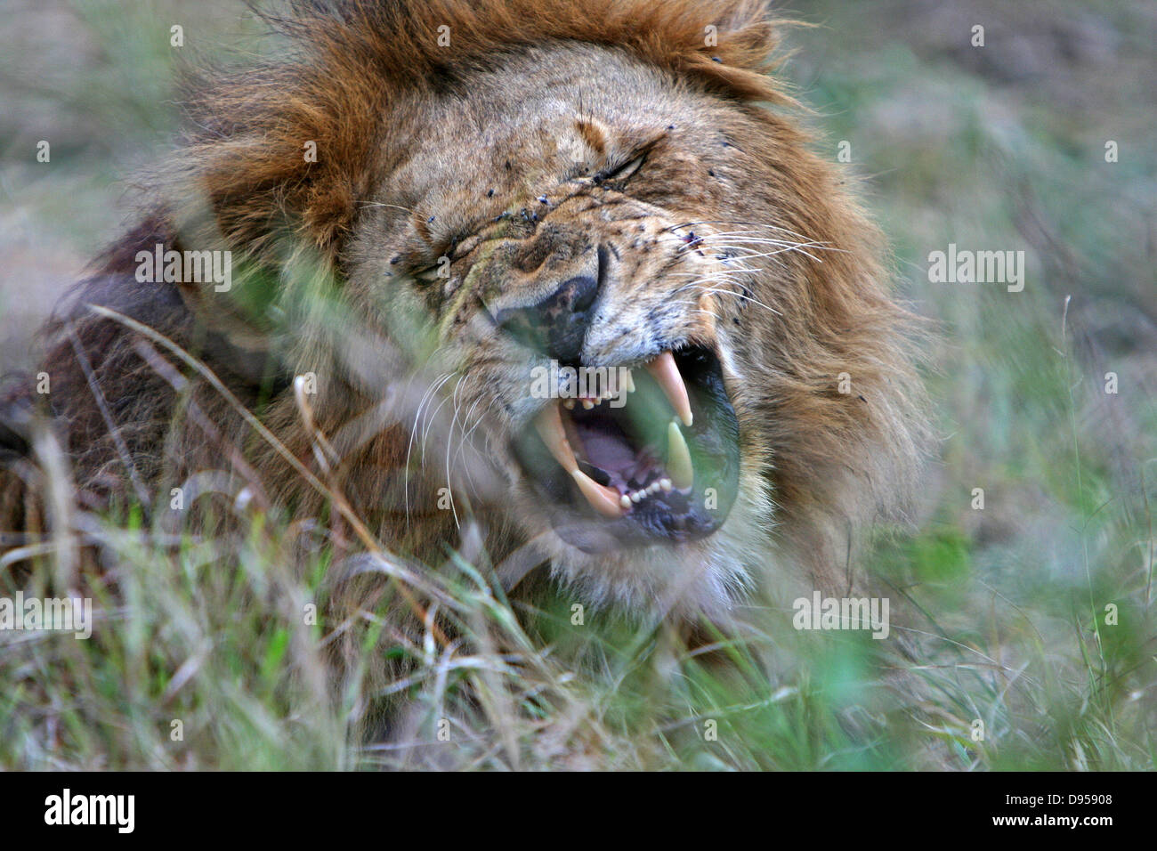 Lion, Lions head close-up angry, baring  his teeth in the long grass. Stock Photo