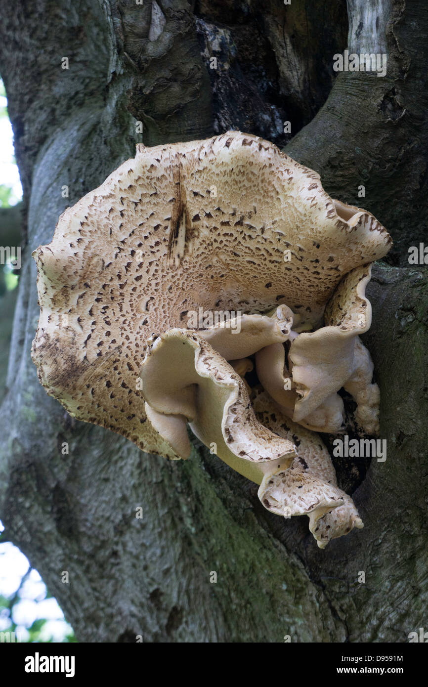 Dryad's Saddle or sometimes call the 'Scaly Polypore' is a parasitic fungi that attaches to trees by a large thick stem Stock Photo