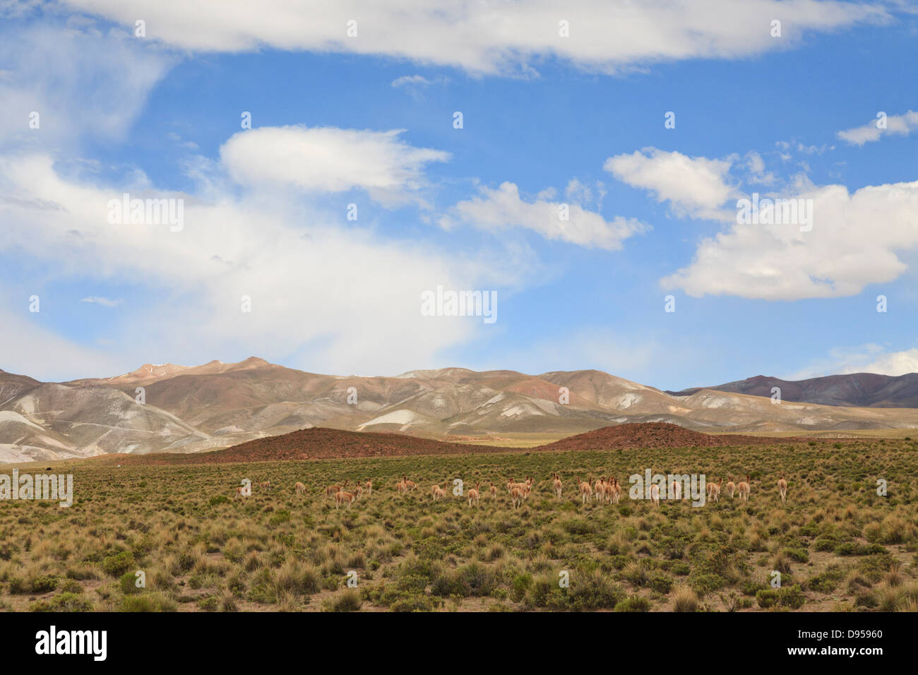 Vicunas, Salt Flat Tours, Altiplano, Southwest Bolivia Stock Photo