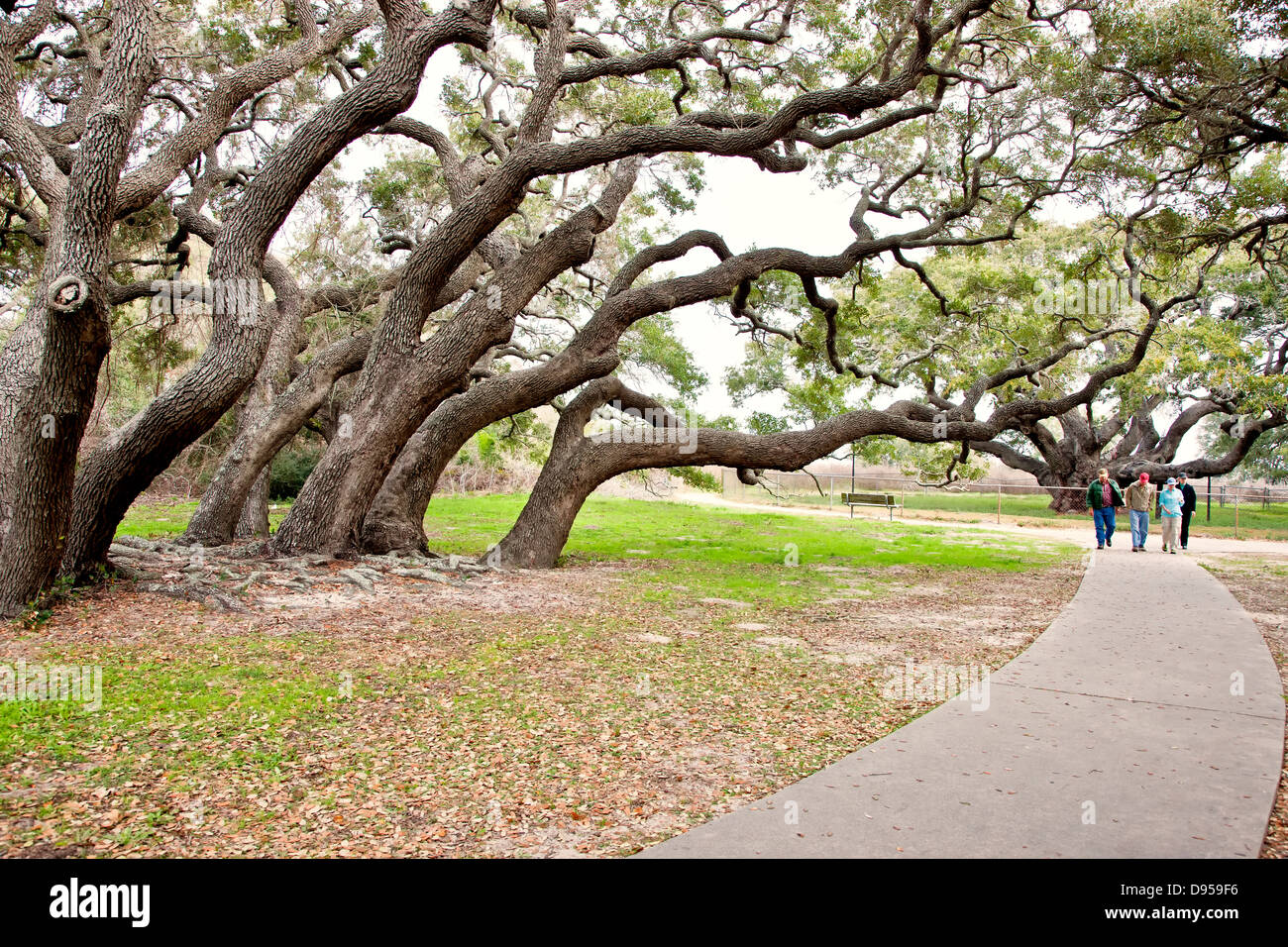 Live Oak County Texas High Resolution Stock Photography and Images - Alamy