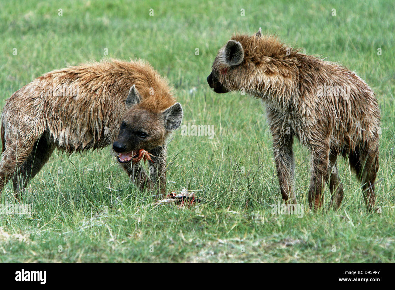 Hyena eating hi-res stock photography and images - Alamy