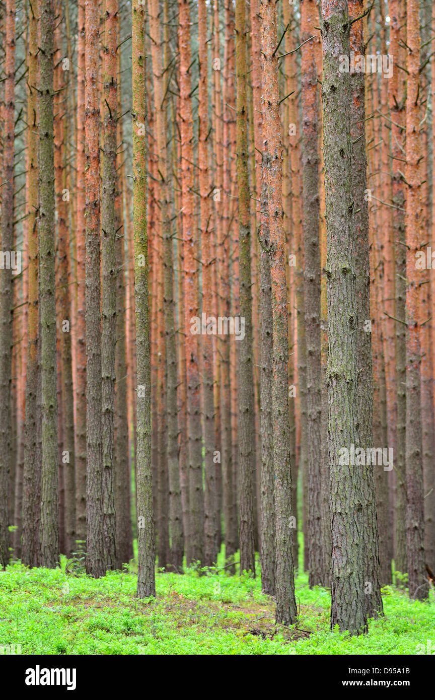 Pinus sylvestris forest hi-res stock photography and images - Alamy