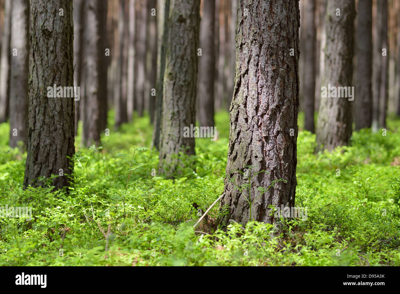 Pine forest in sunny day. Pine trunks (Pinus sylvestris) and bilberry in warm light. Spring time. Stock Photo