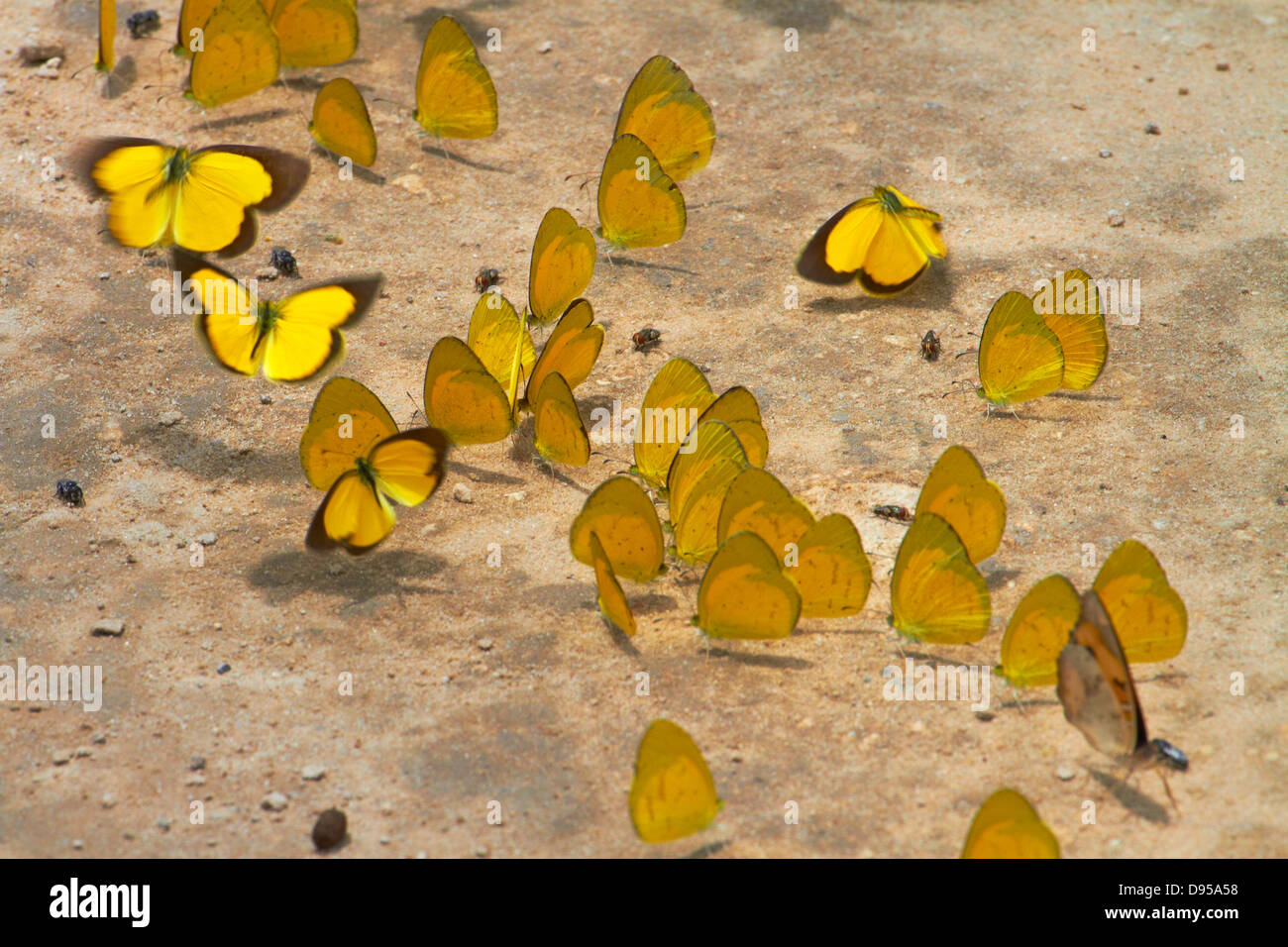 Yellow butterflies on dirt road, Botswana, Africa Stock Photo