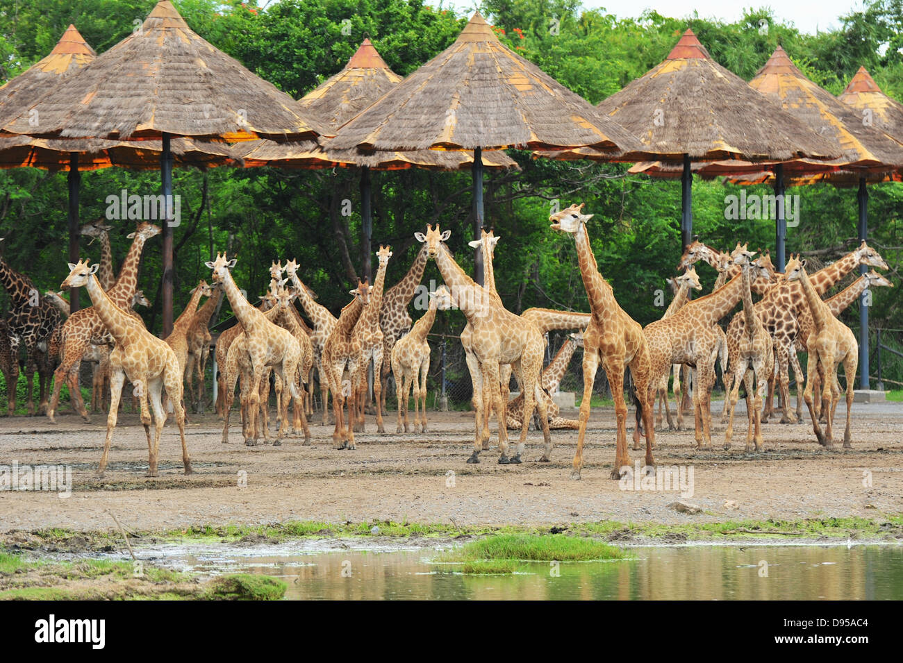Herd of giraffes in the zoo Stock Photo