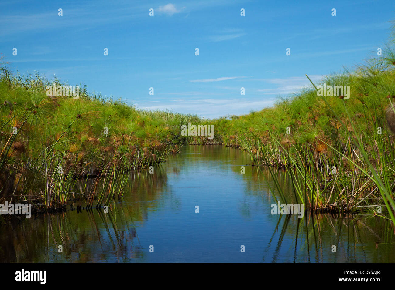 Chanel through papyrus reeds, Okavango Delta, Botswana, Africa Stock Photo