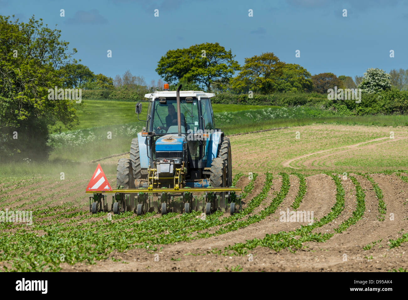 sugar beet, crop, weed, control, mechanised, hoe, tractor Stock Photo