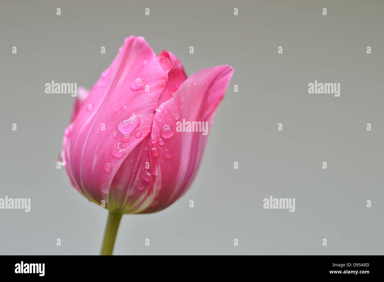 Tulip after rain hi-res stock photography and images - Alamy