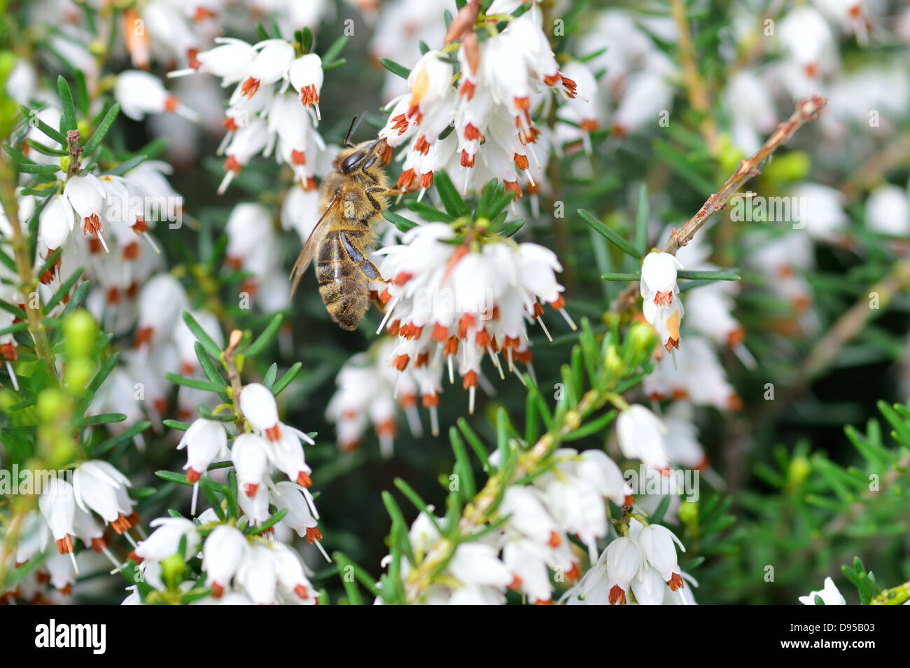 Close up of bee on Erica carnea. White winter /spring heath with small bell-shaped flowers. Blooming plant. Spring Stock Photo