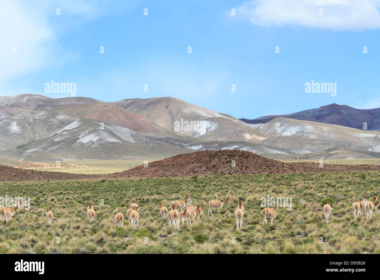 Vicunas, Salt Flat Tours, Altiplano, Southwest Bolivia Stock Photo