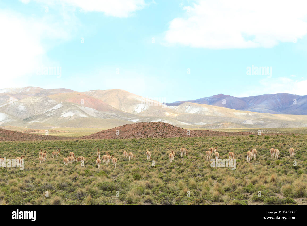 Vicunas, Salt Flat Tours, Altiplano, Southwest Bolivia Stock Photo