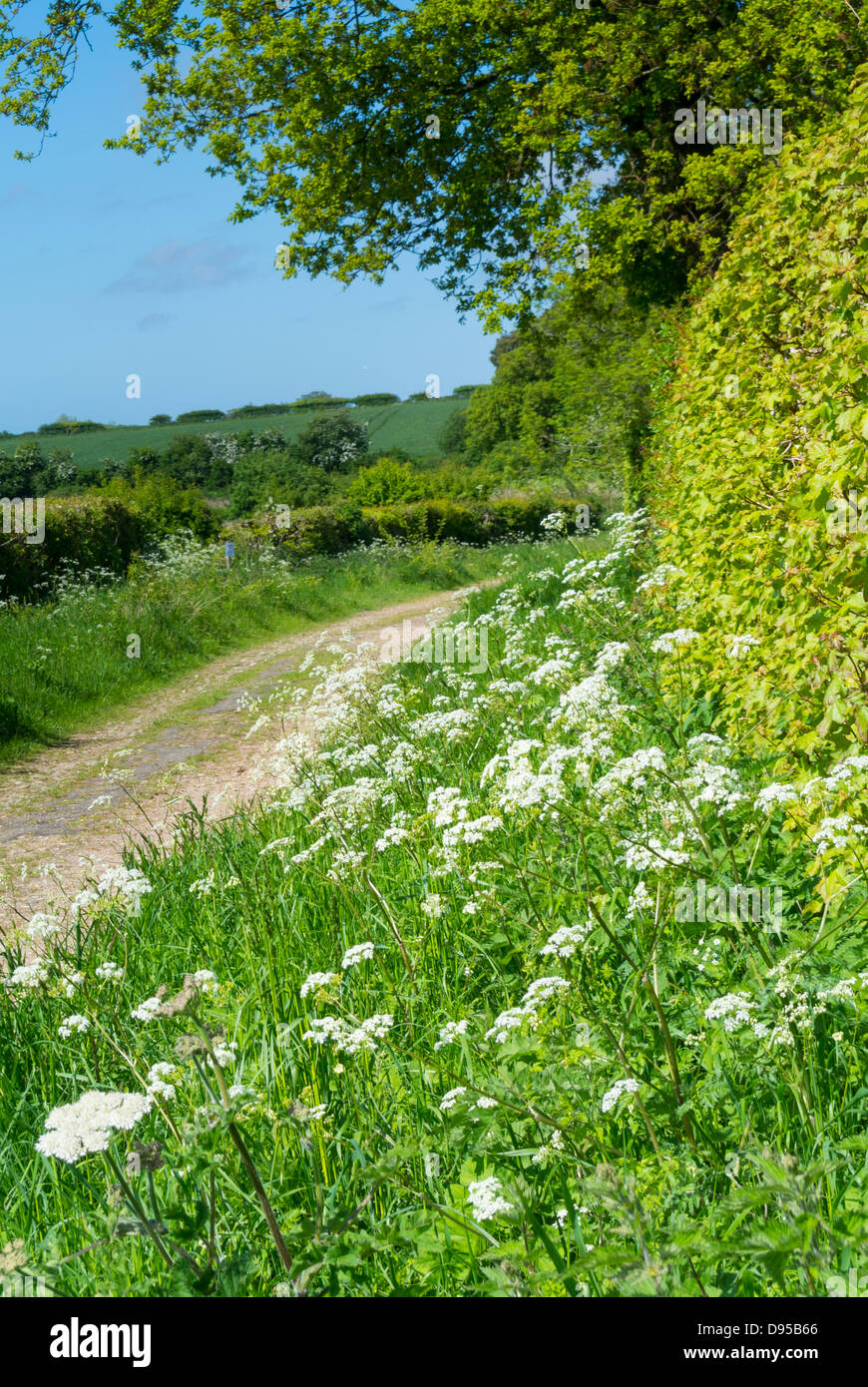 quiet, lane, track, deserted, no one, blue sky, summer, sun, hedgerows, Stock Photo