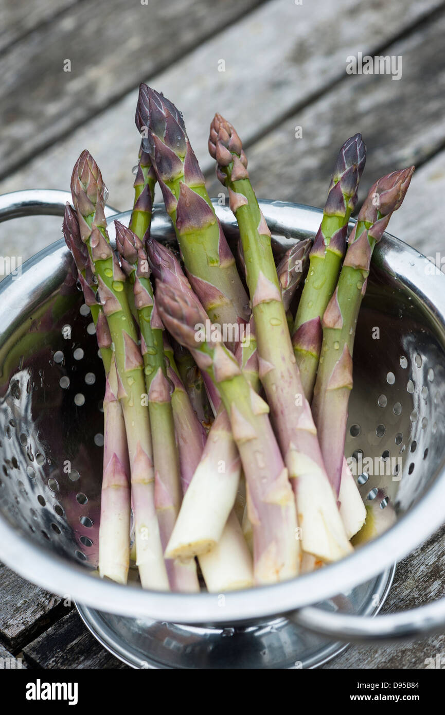 Freshly cut home grown asparagus, washed and ready to cook, Norfolk ,England, June, Stock Photo