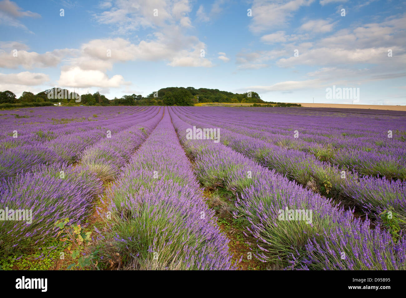 Lavender field at Heachem in Norfolk Stock Photo