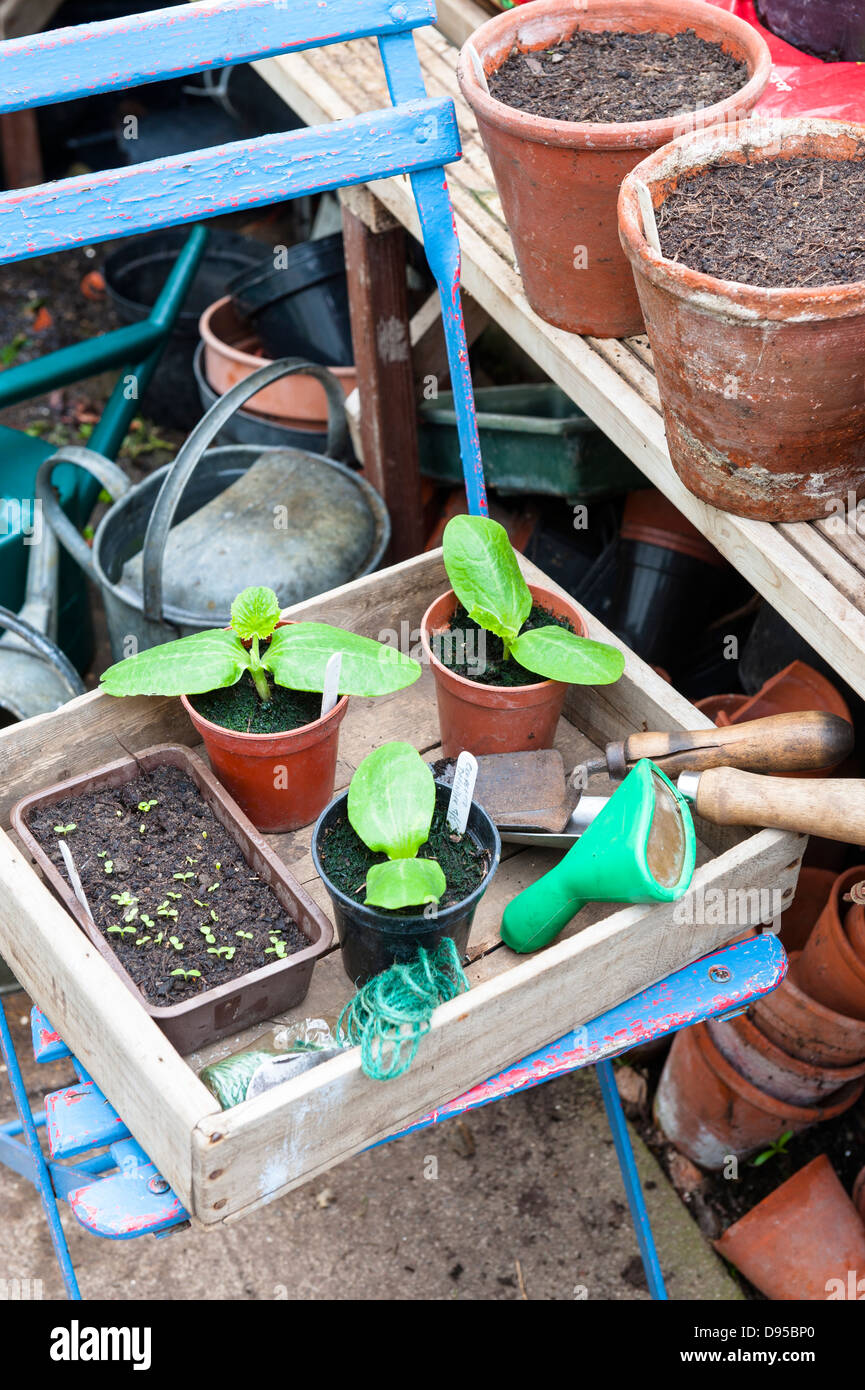 View of greenhouse with seedlings in pots, courgette plants and gardening items, Norfolk, England, June Stock Photo