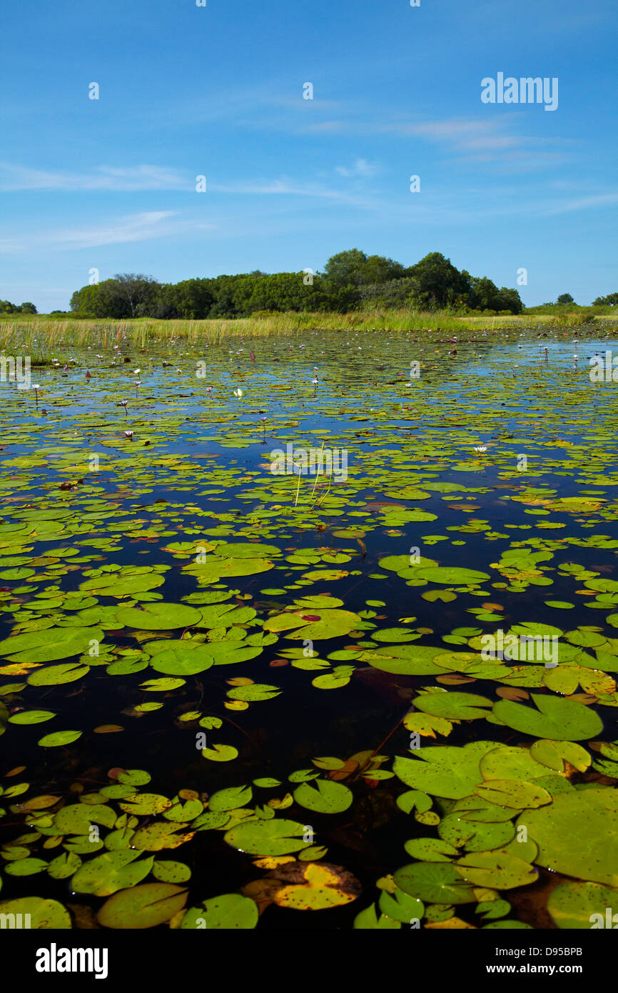 Water lilies, Okavango Delta, Botswana, Africa Stock Photo