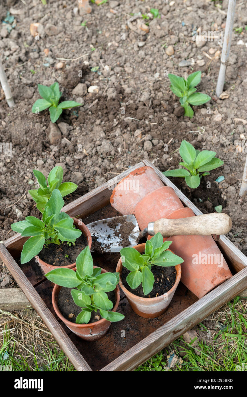Terracottapot grown Broad beans, 'medes', ready for planting out