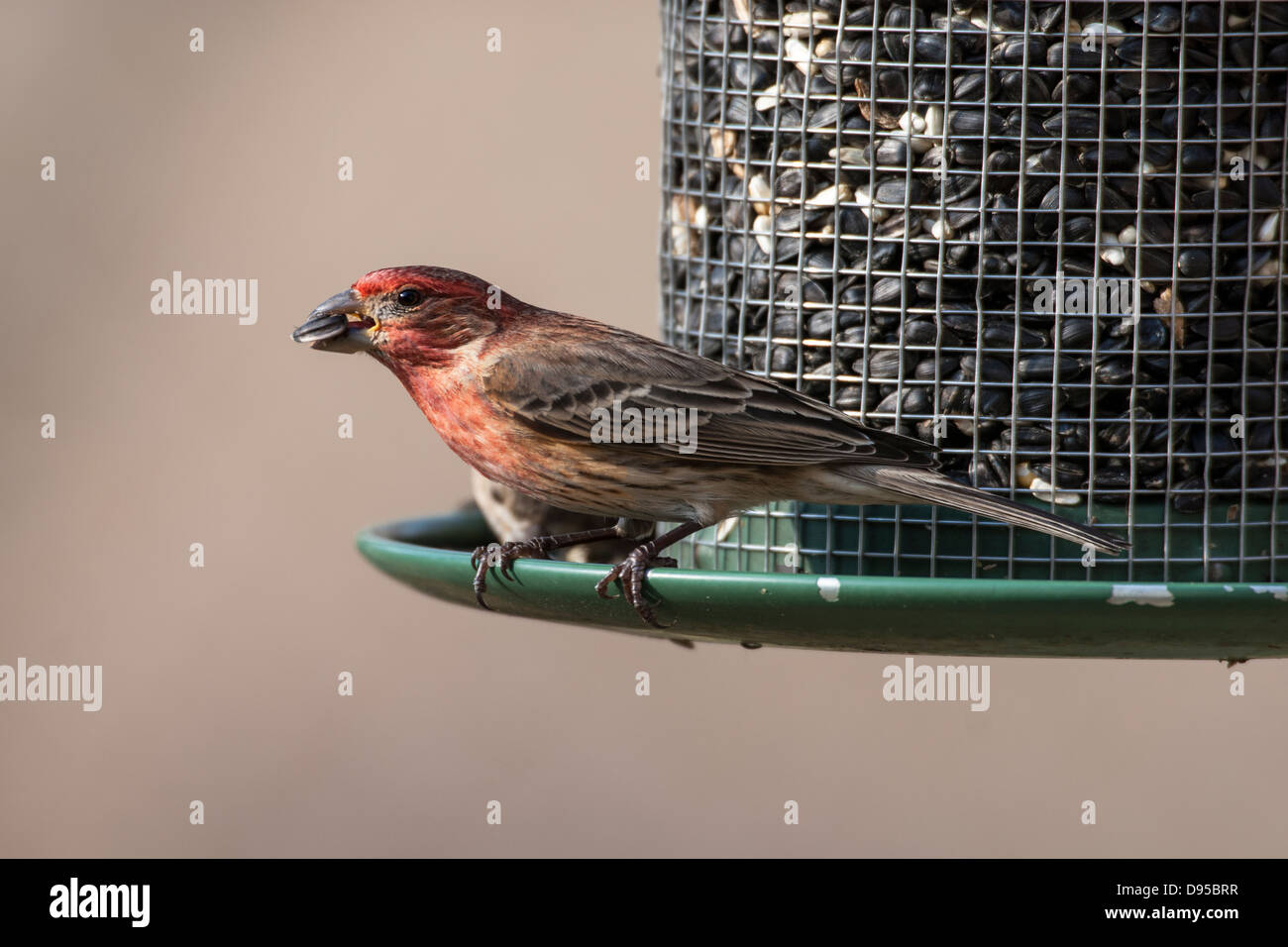 male-house-finch-on-seed-feeder-stock-photo-alamy