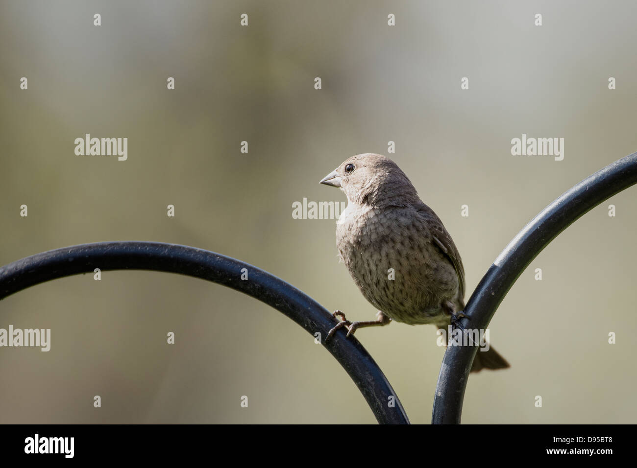 Female House Finch perched with legs on different fence rails Stock Photo