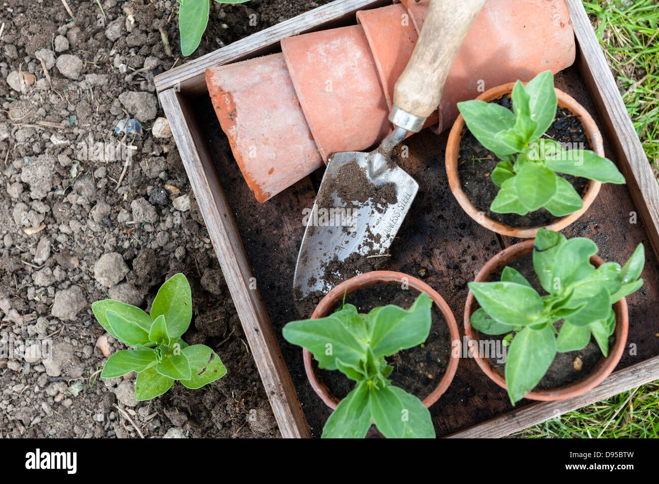 Terracottapot grown Broad beans, 'medes', ready for planting out