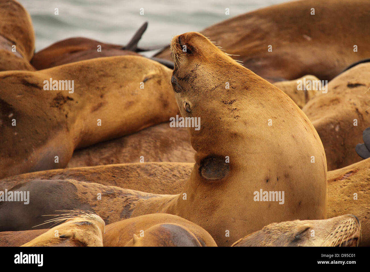 A California Sea Lion injured with a missing flipper. Stock Photo