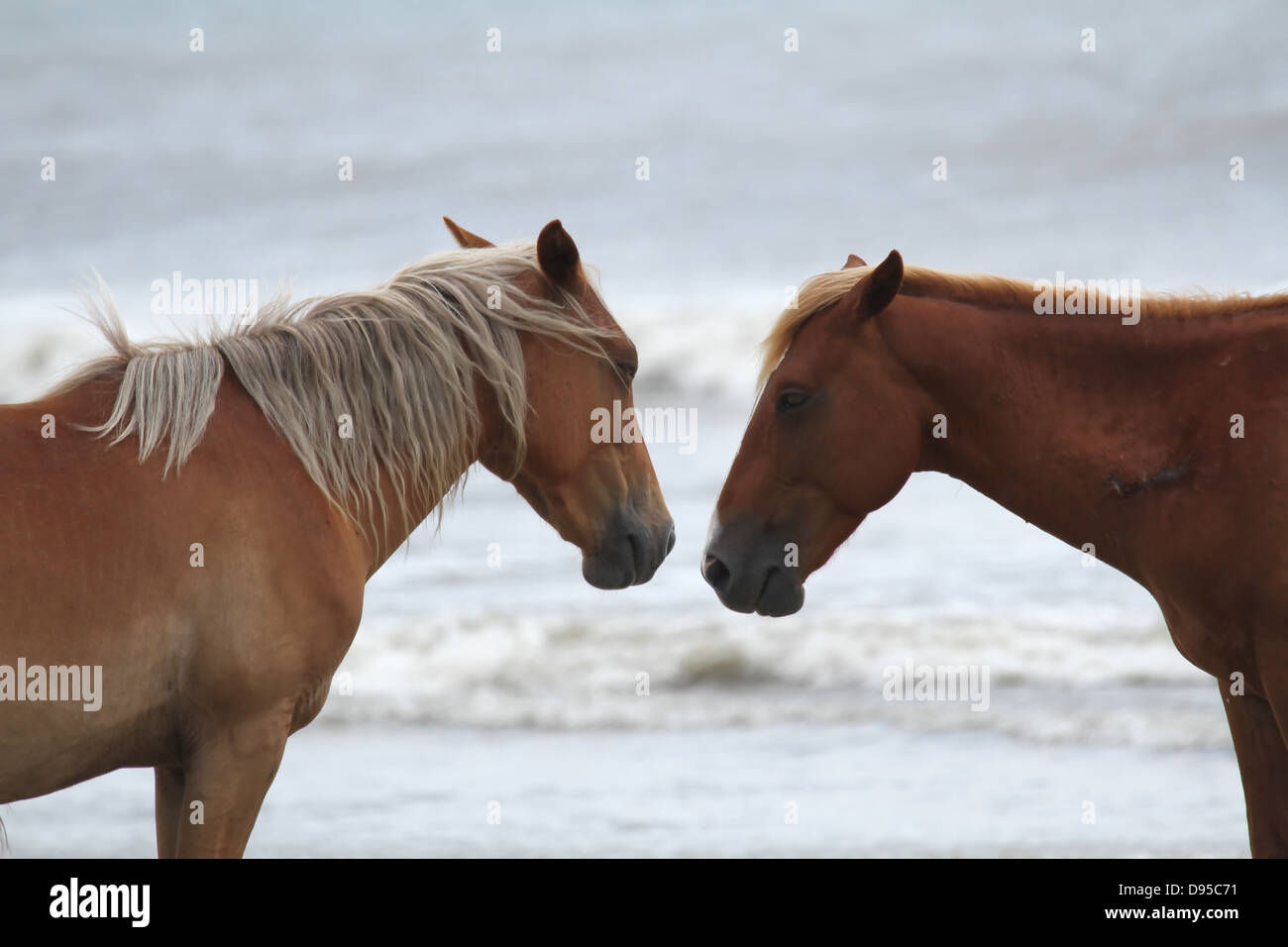 Wild Horses of Corolla, North Carolina, USA Stock Photo Alamy