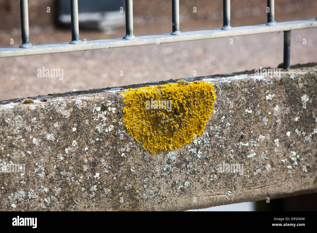 Lichens growing on concrete Stock Photo Alamy